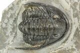 Detailed Cornuproetus Trilobite Fossil - Morocco #245263-1